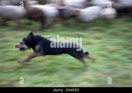 Gli animali domestici delle specie ovina (Ovis ammon f. aries), sheepdog tendendo le pecore, Germania Foto Stock