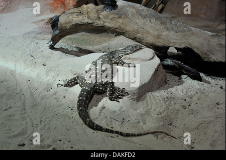 Perentie, la lucertola più grande in Australia, Varanus giganteus Foto Stock