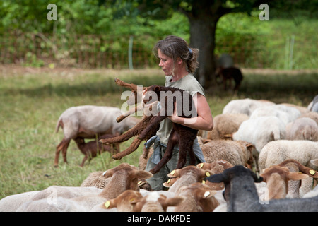 Gli animali domestici delle specie ovina (Ovis ammon f. aries), la pastorella ottenendo due agnelli del gregge di pecore, Germania Foto Stock