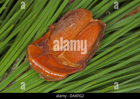 Il cembro, Italiano pino domestico, pino domestico (Pinus pinea), pinoli su una scala a cono Foto Stock