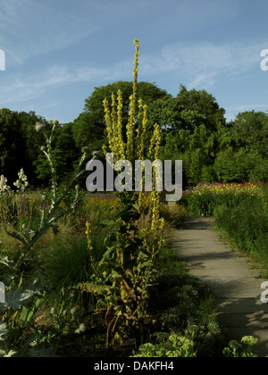 Stringendo-leaf mullein (Molène phlomoides), blooing in un aiuola, Germania Foto Stock