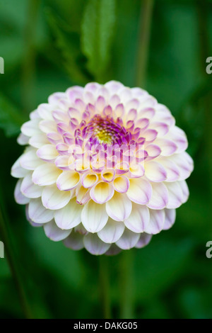 Georgina (Dahlia 'Hapet Pearl', Dahlia Hapet Pearl), cultivar Hapet perla Foto Stock