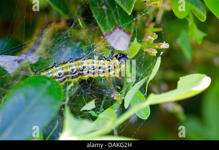 Struttura di scatola di Tarma (Glyphodes perspectalis, Cydalima perspectalis), Caterpillar in legno di bosso, Germania Foto Stock