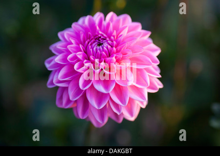 Georgina (Dahlia 'Sandra', Dahlia Sandra), cultivar Sandra Foto Stock