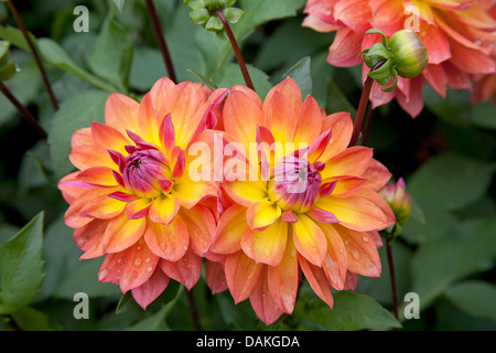 Georgina (Dahlia Tricolore, Dahlia tricolore), cultivar Tricolore Foto Stock