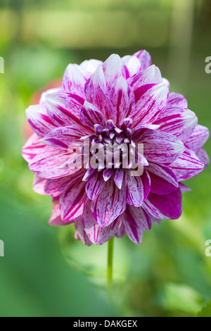 Georgina (Dahlia 'Alpen Pauline', Dahlia Alpen Pauline), cultivar Alpen Pauline Foto Stock