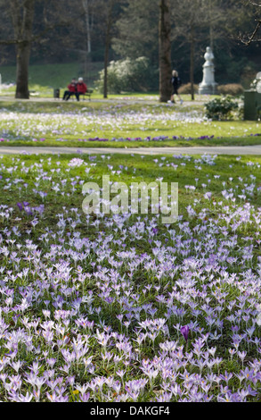 Inizio Crocus (Crocus tommasinianus), che fiorisce in un prato su un cimitero, GERMANIA Baden-Wuerttemberg, Baden-Baden Foto Stock