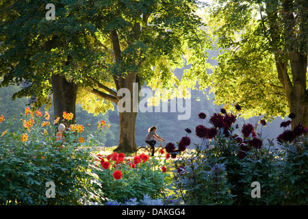 Blooming aestri in un parco, ciclista in background, GERMANIA Baden-Wuerttemberg Foto Stock