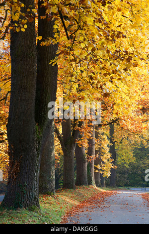 Tulip tree (Liriodendron Tulipifera), fila di tulip alberi in autunno, GERMANIA Baden-Wuerttemberg, Michaelsberg Foto Stock