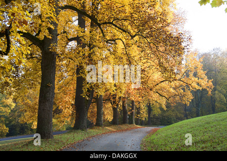 Tulip tree (Liriodendron Tulipifera), fila di tulip alberi in autunno, GERMANIA Baden-Wuerttemberg, Michaelsberg Foto Stock