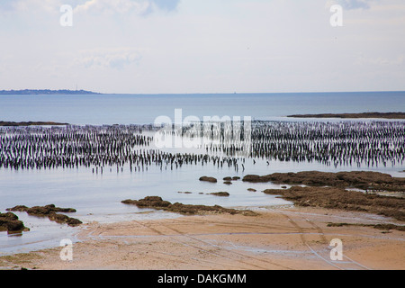 La coltivazione di cozze al litorale, Francia, Brittany Foto Stock