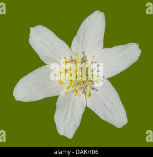 Legno (anemone Anemone nemorosa ,), fiore, in Germania, in Baviera, Alta Baviera, Baviera superiore Foto Stock