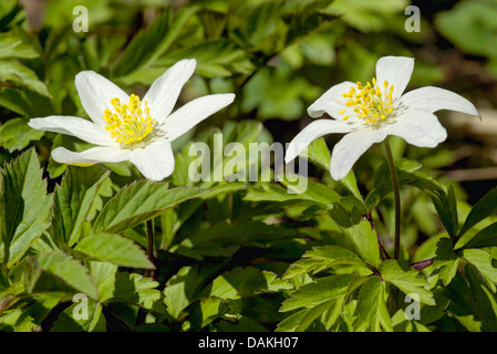 Legno (anemone Anemone nemorosa ,), fioritura, in Germania, in Baviera, Alta Baviera, Baviera superiore Foto Stock