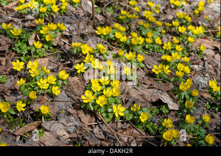 Aconitum invernale (Eranthis hyemalis), fioritura, Germania Foto Stock