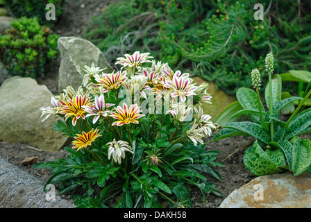 Fiore del Tesoro (Gazania rigens 'Fiamma bianco', Gazania splendens fiamma bianco), cultivar Fiamma Bianchi, Germania Foto Stock