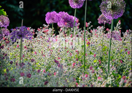 Dusky cranesbill (Geranio phaeum), che fiorisce in un aiuola insieme con Allium aflatunense, Germania Foto Stock