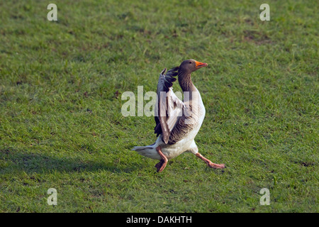 Graylag goose (Anser anser), lo sbarco in un prato, Germania Foto Stock