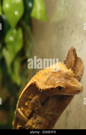 Ritratto di crested gecko in Vivario Rhacodactylus ciliatus Foto Stock