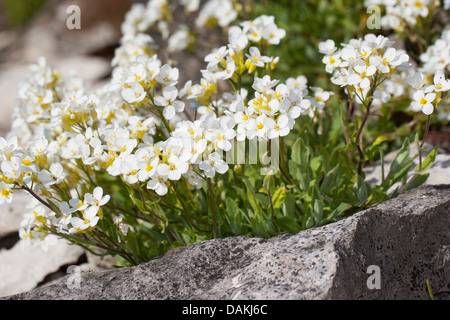 Rocce Alpine-crescione, rockcress alpino, rocce alpine crescione (Arabis Alpina), fioritura tra rocce, Germania Foto Stock