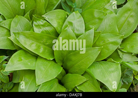 Ramsons, buckrams, aglio selvatico, di latifoglie, aglio Aglio in legno muniti di porro, l'aglio orsino (Allium ursinum), foglie, Germania Foto Stock