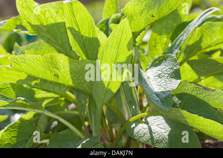 Comfrey comune (Symphytum officinale), lascia in presenza di luce solare, Germania Foto Stock