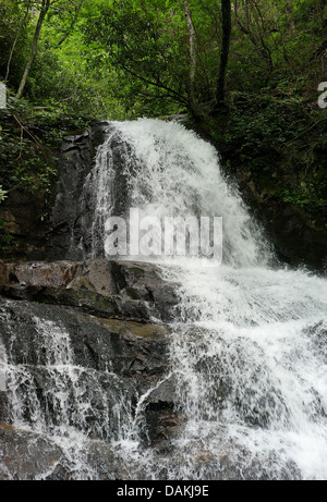 Ramo di alloro e la 80-piede alto Laurel cade Great Smoky Mountains National Park cascata Foto Stock
