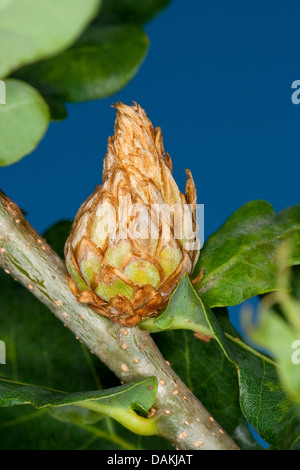 Carciofo gall wasp, larice cono cynipid gall, hop gall wasp (Andricus fecundator, Andricus foecundatrix), Rovere carciofo gall, Germania Foto Stock