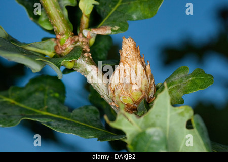 Carciofo gall wasp, larice cono cynipid gall, hop gall wasp (Andricus fecundator, Andricus foecundatrix), Rovere carciofo gall, Germania Foto Stock