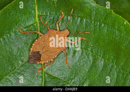 Arma custode (Arma custode), su una foglia, Germania Foto Stock