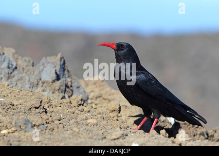 Rosso-fatturate (CHOUGH Pyrrhocorax pyrrhocorax), seduti su pietre laviche, Isole Canarie La Palma Foto Stock