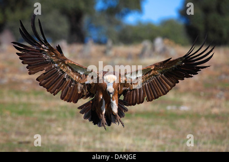 Grifone (Gyps fulvus), lo sbarco in un prato, Spagna Estremadura Foto Stock