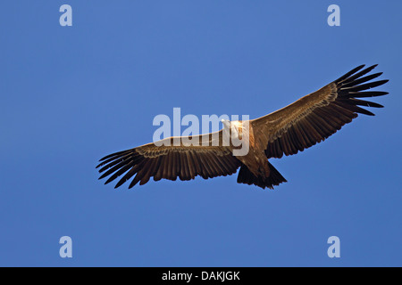 Grifone (Gyps fulvus), adulto in volo, Spagna Estremadura Foto Stock