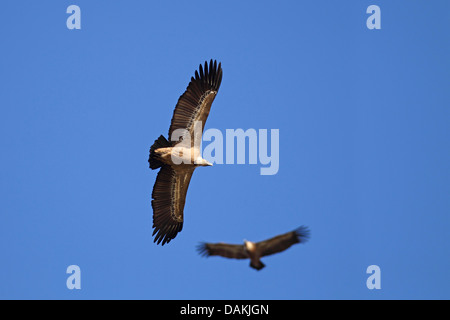 Grifone (Gyps fulvus), due adulti in volo, Spagna Estremadura Foto Stock