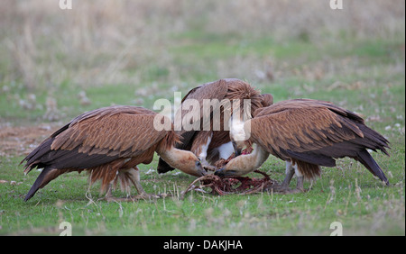 Grifone (Gyps fulvus), tre uccelli giovani alimentazione carrion, Spagna Estremadura Foto Stock