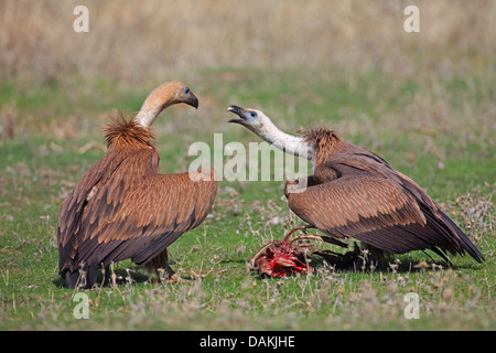 Grifone (Gyps fulvus), due uccelli giovani contrastanti per i mangimi, Spagna Estremadura Foto Stock