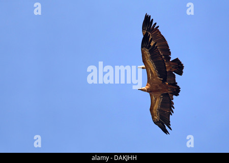 Grifone (Gyps fulvus), volare, Spagna Estremadura Foto Stock