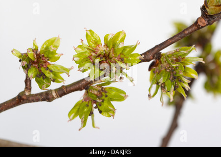 Scotch elm, Wych olmo (Ulmus glabra, Ulmus scabra), filiale di fioritura, Germania Foto Stock