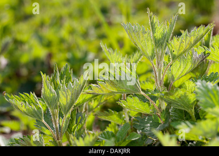 Ortica (Urtica dioica), con fresche foglie giovani in primavera, Germania Foto Stock