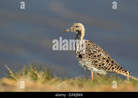 Ruff (Philomachus pugnax), in piedi a riva, Paesi Bassi, Frisia Foto Stock