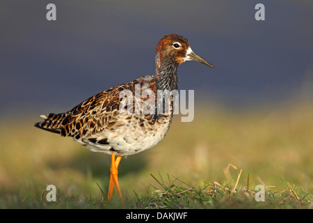 Ruff (Philomachus pugnax), stando in piedi in un prato, Paesi Bassi, Frisia Foto Stock