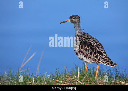 Ruff (Philomachus pugnax), stando in piedi in un prato a riva, Paesi Bassi, Frisia Foto Stock