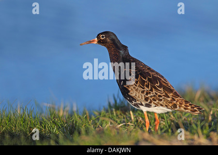 Ruff (Philomachus pugnax), stando in piedi in un prato a riva, Paesi Bassi, Frisia Foto Stock