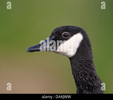 Canada goose (Branta canadensis), ritratto, Paesi Bassi, Arkemheen Foto Stock