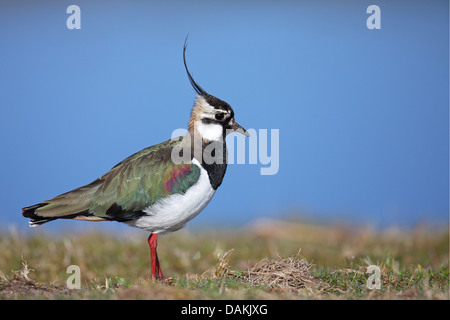 Pavoncella (Vanellus vanellus), maschio in piedi in un prato, Paesi Bassi, Frisia Foto Stock