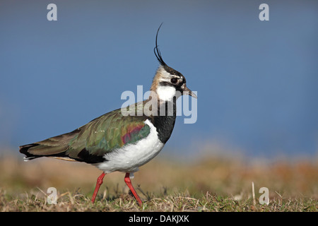 Pavoncella (Vanellus vanellus), maschio in piedi in un prato, Paesi Bassi, Frisia Foto Stock