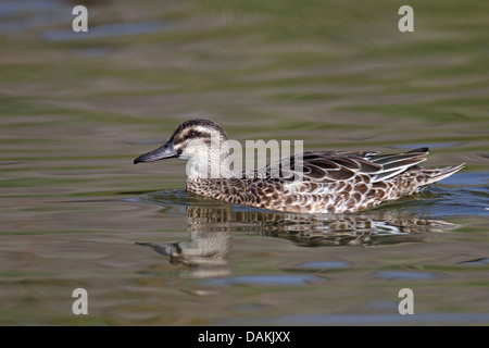 Marzaiola (Anas querquedula), nuoto femminile, Spagna Foto Stock