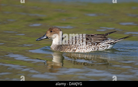 Northern pintail (Anas acuta), nuoto femminile, Spagna Foto Stock