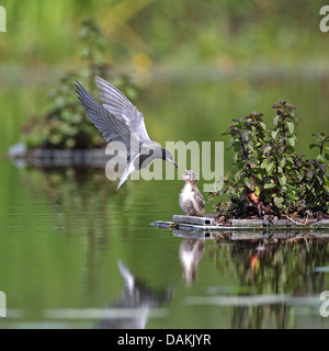 Black Tern (Chlidonias niger), alimentazione di pulcino al nido, Paesi Bassi Foto Stock