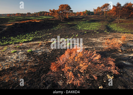 Viola moor-erba (Molinia caerulea), natura allo sviluppo dopo un incendio di bush a Kalmthoutse Heide, Belgio Foto Stock