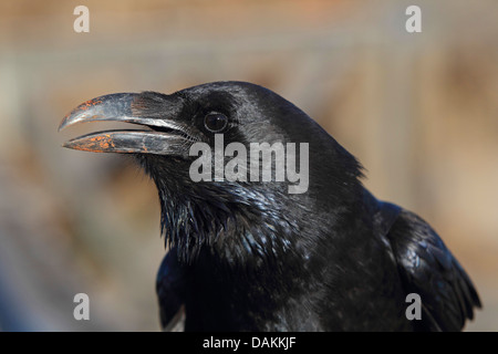 Comune di corvo imperiale (Corvus corax), ritratto della testa, Isole Canarie La Palma Foto Stock